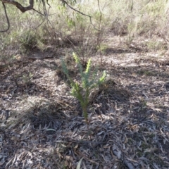 Acacia cultriformis at Fadden, ACT - 24 Aug 2019 02:57 PM