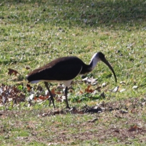 Threskiornis spinicollis at Hughes, ACT - 23 Aug 2019