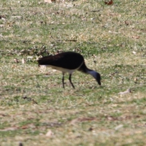 Threskiornis spinicollis at Hughes, ACT - 23 Aug 2019