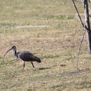 Threskiornis spinicollis at Hughes, ACT - 23 Aug 2019