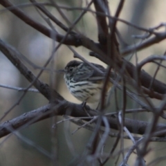 Pyrrholaemus sagittatus (Speckled Warbler) at Deakin, ACT - 23 Aug 2019 by LisaH