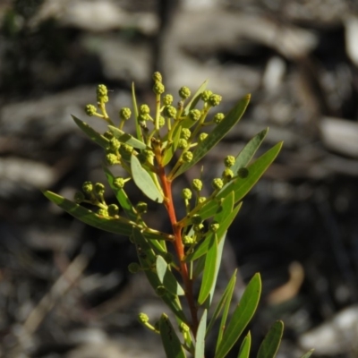 Acacia rubida (Red-stemmed Wattle, Red-leaved Wattle) at Fadden, ACT - 24 Aug 2019 by KumikoCallaway