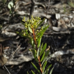 Acacia rubida at Fadden, ACT - 24 Aug 2019