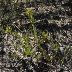 Acacia rubida at Fadden, ACT - 24 Aug 2019