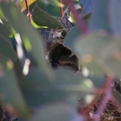 Smicrornis brevirostris (Weebill) at Deakin, ACT - 23 Aug 2019 by LisaH