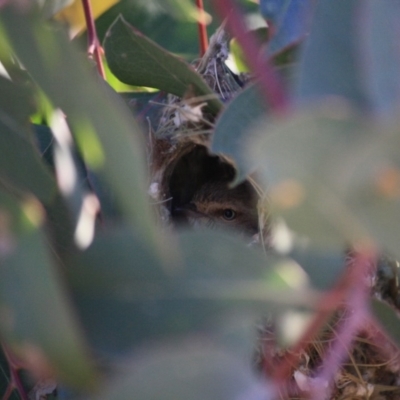 Smicrornis brevirostris (Weebill) at Deakin, ACT - 23 Aug 2019 by LisaH