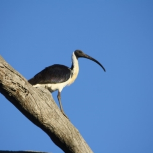 Threskiornis spinicollis at Deakin, ACT - 24 Aug 2019 09:41 AM