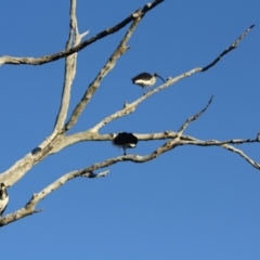 Threskiornis spinicollis at Deakin, ACT - 24 Aug 2019 09:41 AM