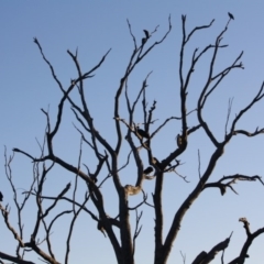 Threskiornis spinicollis at Deakin, ACT - 24 Aug 2019 09:41 AM