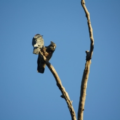 Callocephalon fimbriatum (Gang-gang Cockatoo) at Deakin, ACT - 23 Aug 2019 by LisaH