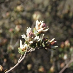 Brachyloma daphnoides at Fadden, ACT - 24 Aug 2019