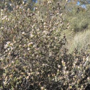 Brachyloma daphnoides at Fadden, ACT - 24 Aug 2019 03:08 PM