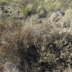 Brachyloma daphnoides at Fadden, ACT - 24 Aug 2019