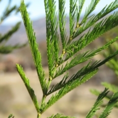 Acacia decurrens (Green Wattle) at Fadden, ACT - 24 Aug 2019 by KumikoCallaway