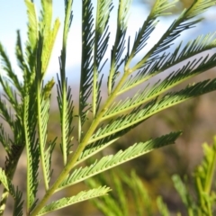 Acacia decurrens at Fadden, ACT - 24 Aug 2019