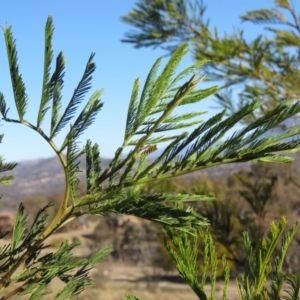 Acacia decurrens at Fadden, ACT - 24 Aug 2019