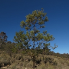 Acacia decurrens at Fadden, ACT - 24 Aug 2019