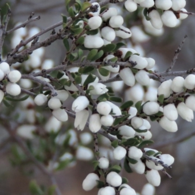 Cryptandra amara (Bitter Cryptandra) at Wanniassa, ACT - 24 Aug 2019 by KumikoCallaway