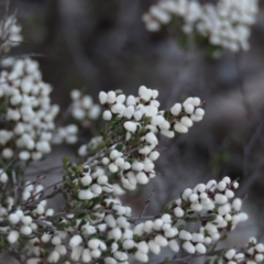 Cryptandra amara at Wanniassa, ACT - 24 Aug 2019 03:23 PM