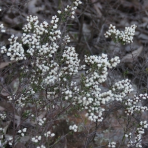 Cryptandra amara at Wanniassa, ACT - 24 Aug 2019 03:23 PM