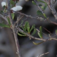 Cryptandra amara at Wanniassa, ACT - 24 Aug 2019 03:23 PM