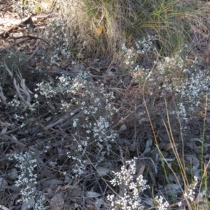 Cryptandra amara at Wanniassa, ACT - 24 Aug 2019 03:23 PM