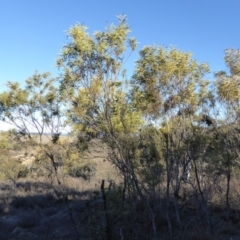 Acacia rubida (Red-stemmed Wattle, Red-leaved Wattle) at Rugosa - 23 Aug 2019 by SenexRugosus