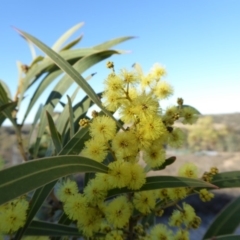 Acacia rubida at Yass River, NSW - 23 Aug 2019