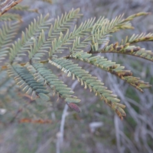 Acacia rubida at Yass River, NSW - 23 Aug 2019