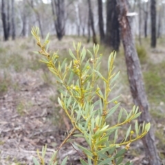 Acacia buxifolia subsp. buxifolia (Box-leaf Wattle) at Yass River, NSW - 22 Aug 2019 by SenexRugosus