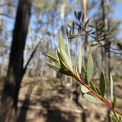 Acacia buxifolia subsp. buxifolia at Yass River, NSW - 22 Aug 2019 10:19 AM