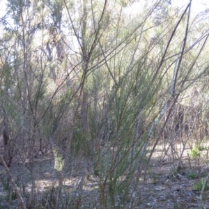 Allocasuarina verticillata at Fadden, ACT - 24 Aug 2019