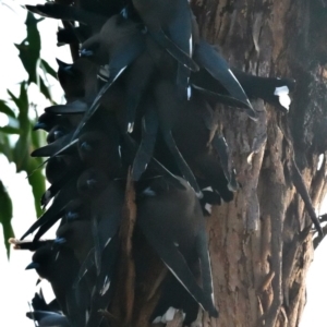 Artamus cyanopterus at Belconnen, ACT - 24 Aug 2019