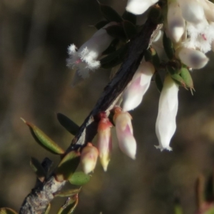 Leucopogon fletcheri subsp. brevisepalus at Fadden, ACT - 24 Aug 2019