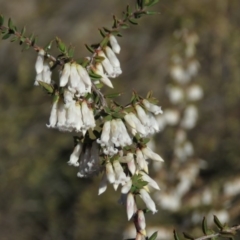 Leucopogon fletcheri subsp. brevisepalus at Fadden, ACT - 24 Aug 2019