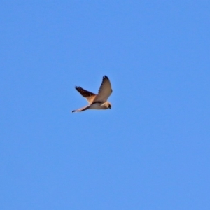 Falco cenchroides at Fyshwick, ACT - 24 Aug 2019 12:15 PM