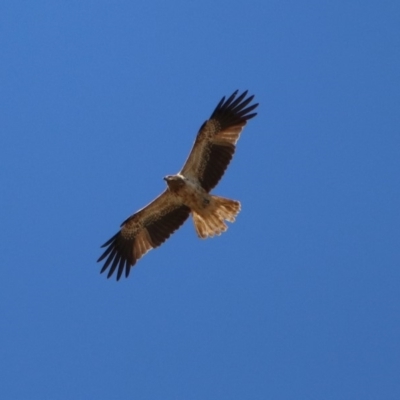 Haliastur sphenurus (Whistling Kite) at Fyshwick, ACT - 24 Aug 2019 by RodDeb