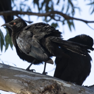 Corcorax melanorhamphos (White-winged Chough) at Michelago, NSW - 13 May 2019 by Illilanga