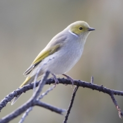 Ptilotula penicillata (White-plumed Honeyeater) at Michelago, NSW - 9 Jun 2019 by Illilanga