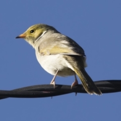 Ptilotula penicillata at Michelago, NSW - 9 Jun 2019