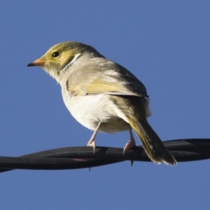 Ptilotula penicillata at Michelago, NSW - 9 Jun 2019 10:00 AM