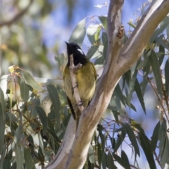 Nesoptilotis leucotis (White-eared Honeyeater) at Michelago, NSW - 22 Jun 2019 by Illilanga