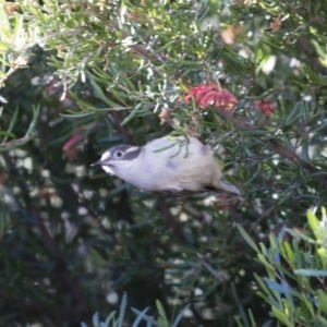 Melithreptus brevirostris at Michelago, NSW - 4 May 2019