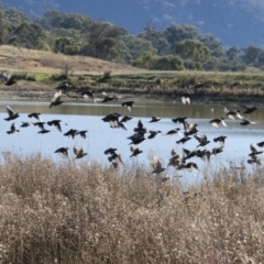 Sturnus vulgaris (Common Starling) at Michelago, NSW - 12 May 2019 by Illilanga