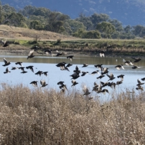 Sturnus vulgaris at Michelago, NSW - 12 May 2019 01:58 PM