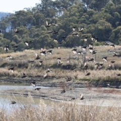 Sturnus vulgaris at Michelago, NSW - 12 May 2019 01:58 PM