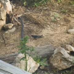 Hirundo neoxena at Michelago, NSW - 25 Oct 2014 05:05 PM