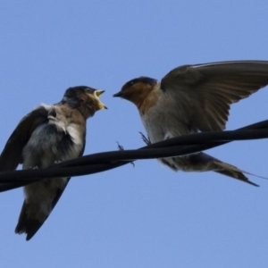 Hirundo neoxena at Michelago, NSW - 7 Dec 2014 01:50 PM