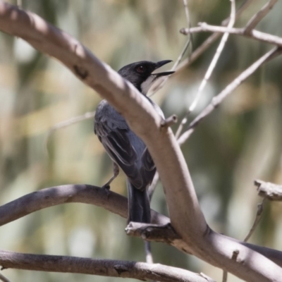 Pachycephala rufiventris (Rufous Whistler) at Michelago, NSW - 12 Jan 2019 by Illilanga