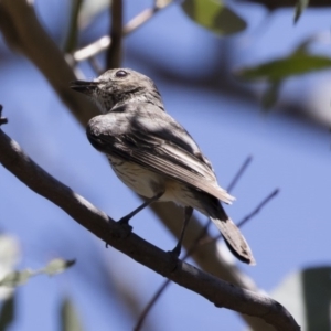 Pachycephala rufiventris at Michelago, NSW - 12 Jan 2019 11:27 AM